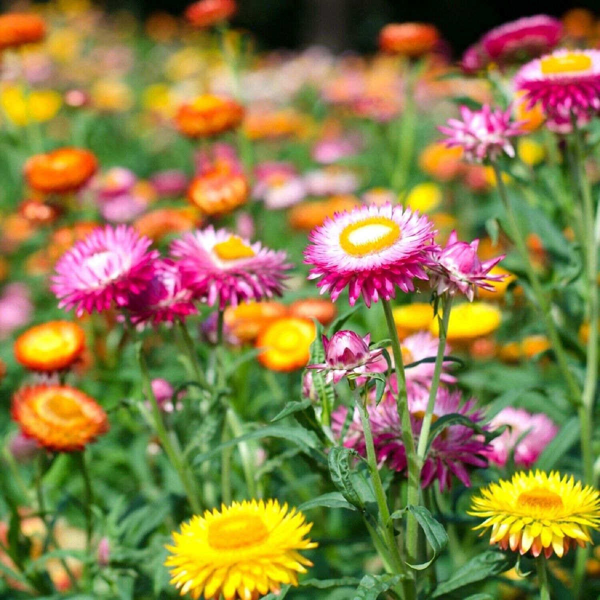 Straw Flower (Helichrysum) Tom Thumb Mix